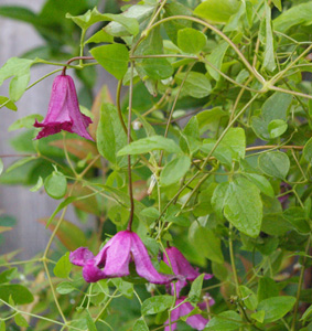 Clematis CONFETTI