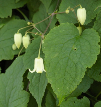 Clematis connata