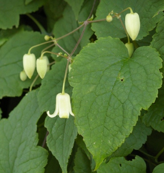 Clematis connata