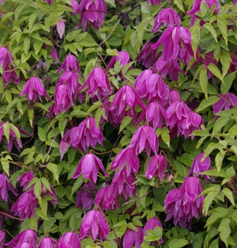 Clematis 'Constance'