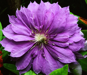 Clematis 'Countess of Lovelace'