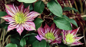 Clematis 'Fairy Blue'