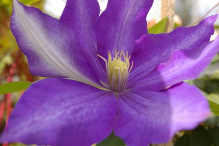 Clematis 'Daniel Deronda'