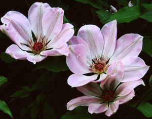 Clematis 'Dawn'