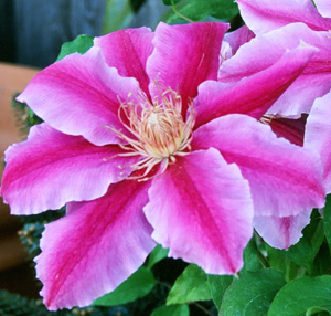 Clematis 'Doctor Ruppel'