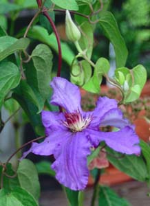 Clematis 'Dominika'