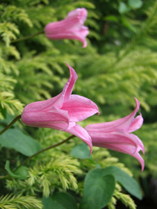 Clematis 'Duchess of Albany'