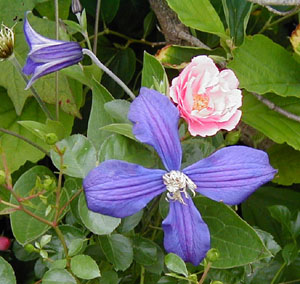 Clematis durandii