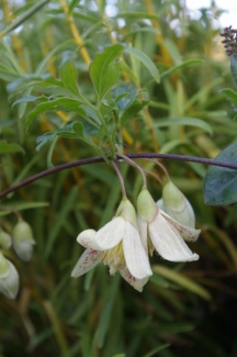 Clematis 'Early Times'