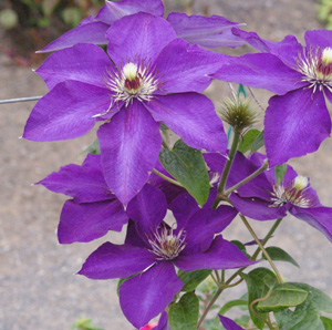 Clematis 'Edomurasaki'