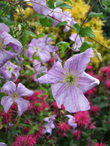 Clematis 'Emilia Plater'