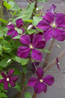 Clematis 'Etoile Violette'