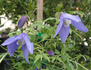 Clematis 'Frances Rivis'