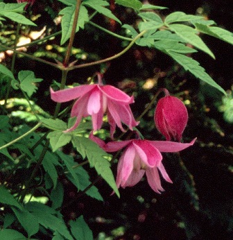 Clematis 'Francesca'