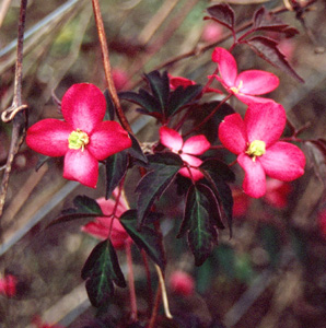 Clematis 'Freda'