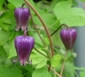 Clematis 'Fudo'