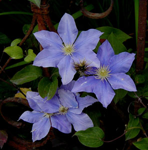 Clematis 'Fujimusume'