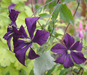Clematis GALORE
