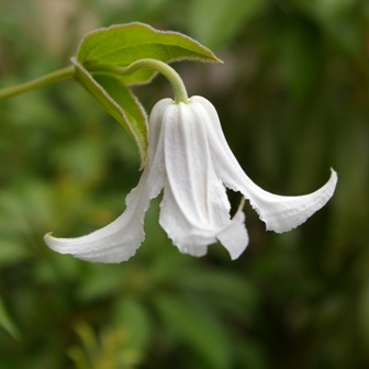 Clematis GAZELLE