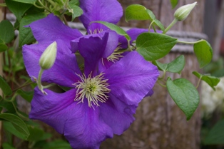 Clematis 'General Sikorski'