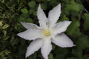 Clematis 'Gillian Blades'