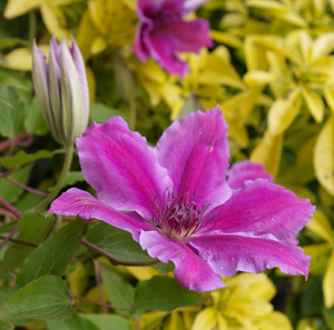 Clematis 'Girenas'