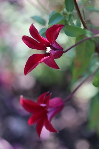 Clematis 'Gravetye Beauty'