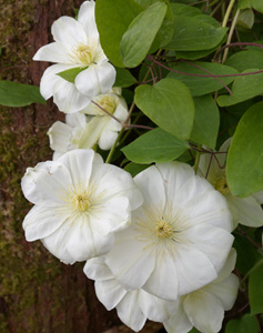 Clematis 'Guernsey Cream'