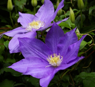 Clematis 'H.F. Young'