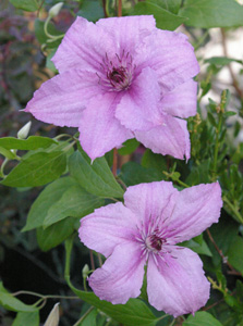 Clematis 'Hagley Hybrid'