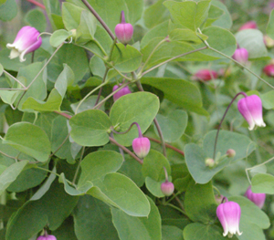 Clematis 'Haizawa'