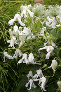 Clematis 'Hakurei'