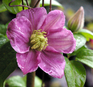 Clematis 'Hanaguruma'