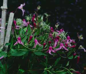 Clematis 'Hanajima'