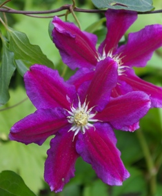 Clematis 'Hania'