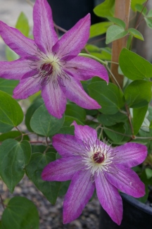 Clematis 'Haru Ichiban'