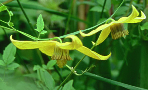 Clematis 'Helios'