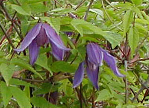 Clematis 'Helsingborg'