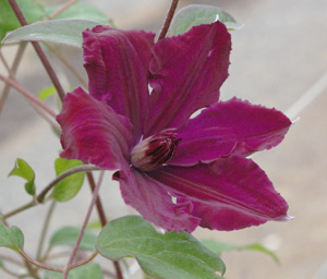 Clematis 'Honora'
