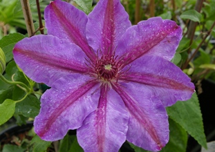 Clematis 'Horn of Plenty'