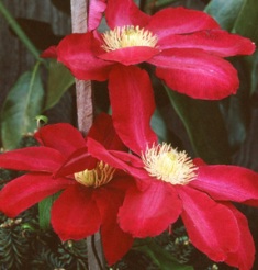 Clematis 'Hoshi-no-Flamenco'