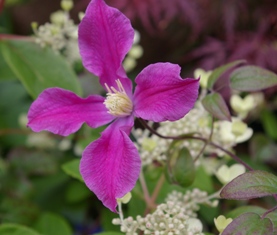 Clematis INSPIRATION