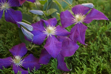 Clematis 'Jackmanii'