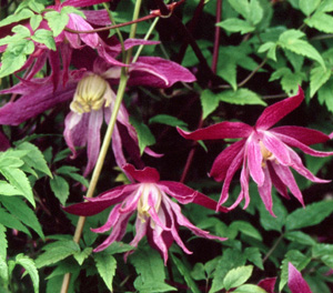 Clematis 'Jan Lindmark'