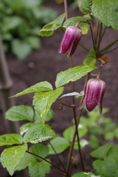 Clematis japonica 'Gokanosho'