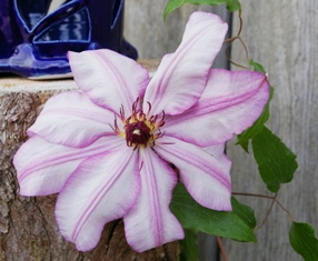 Clematis 'John Warren'