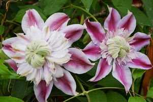 Clematis JOSEPHINE