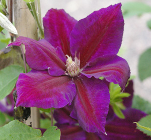 Clematis 'Julka'
