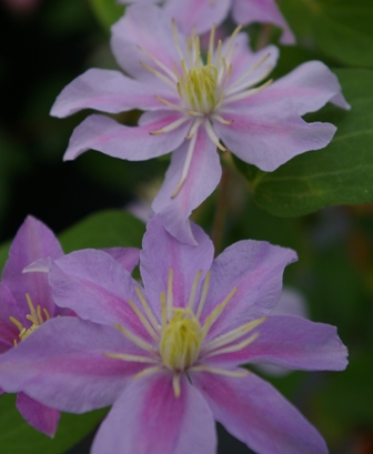 Clematis 'Justa'