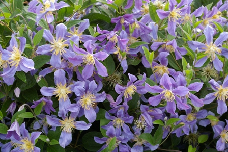 Clematis 'Juuli'
